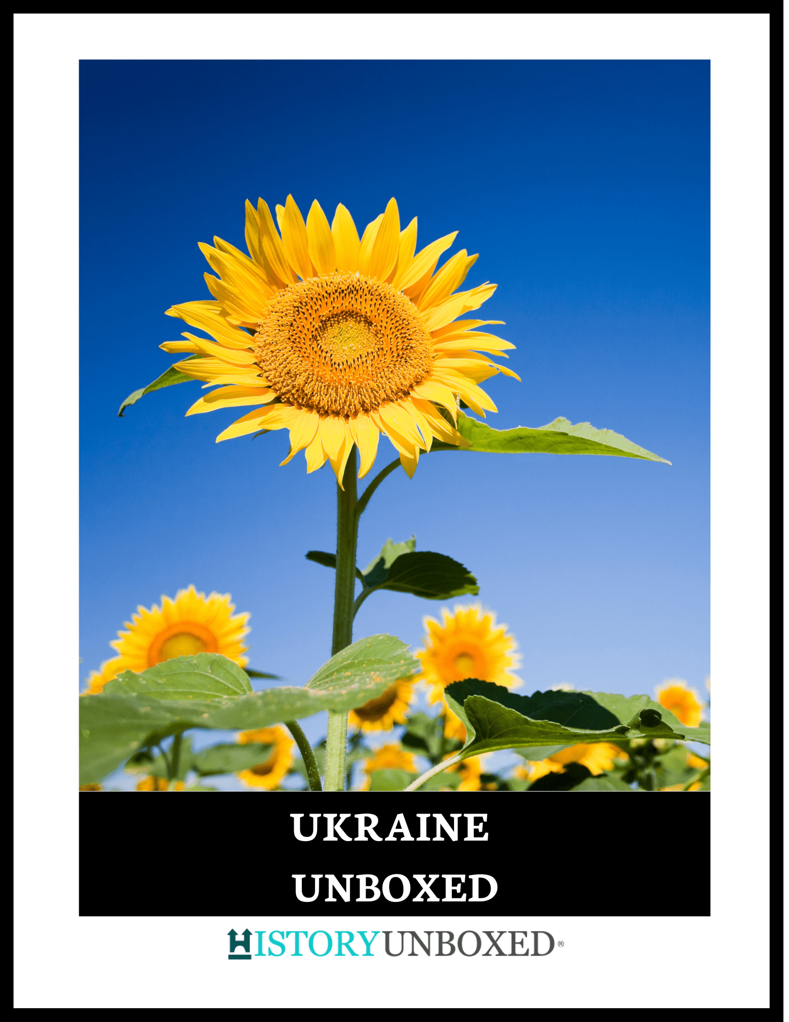 ukraine digital magazine cover with sunflower